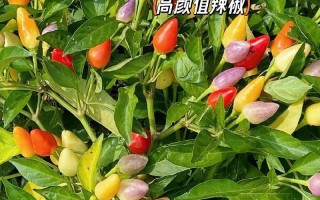 小辣椒6金色手机的使用体验（性能强劲，外观时尚，操作流畅，拍照出色）