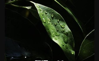 手机修图，打造个性美图（利用手机修图软件，轻松编辑照片，展现独特魅力）