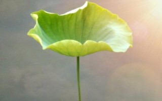 依偎手机的魅力与特点（探索依偎手机的全新体验）