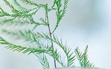 苹果7屏幕如何最护眼（探索苹果7屏幕保护眼睛的关键特性与技巧）