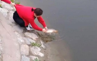 手机掉水里怎么处理？教你有效拯救水中一体机（手机掉水了怎么办？快来看看这些救援措施！）