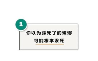 踩蟑螂的后果（踩蟑螂会引发哪些问题？）