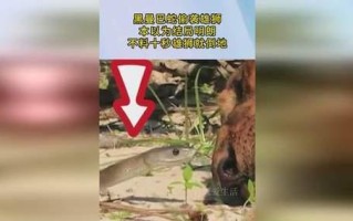 曼巴蛇K23键盘——为你带来极致打字体验（高品质材料，多功能设计，让你爱不释手）