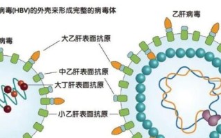 中病毒的传播与影响（探析中病毒的特征、传播途径和防控措施）