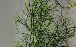 先马雅典娜机箱——为高性能游戏而生（探索先马雅典娜机箱的创新设计和优越性能）