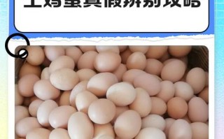 如何快速鉴别真假鸡蛋（掌握这一关键方法，让你远离假鸡蛋的伤害）