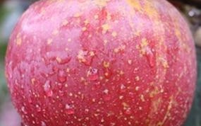 野生苹果（与自然分享，品尝天然的味道）