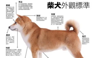 柴犬与秋田犬（了解柴犬和秋田犬的不同特点及养育需求）