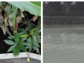 水面市场（水上生活与商业的完美结合）