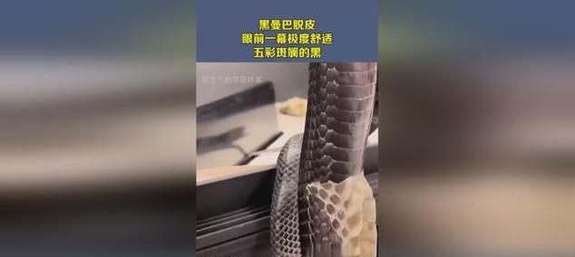 曼巴蛇K23键盘——为你带来极致打字体验（高品质材料，多功能设计，让你爱不释手）-第2张图片-星耀数码