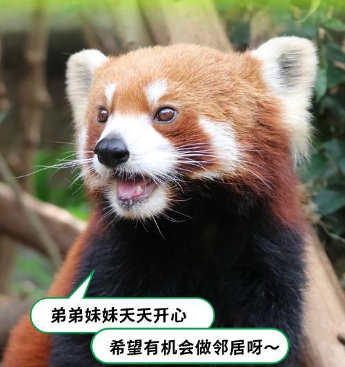 与Siri打招呼（探索有效的Siri语音指令，让智能助手更便捷）-第1张图片-星耀数码