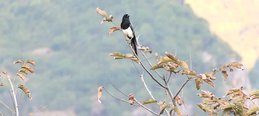 松下FZ1000，一部出色的相机选择（功能强大、画质精细、适合专业摄影师和摄影爱好者的理想之选）-第3张图片-星耀数码