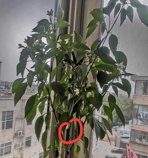 小辣椒手机7（了解小辣椒手机7的质量表现及用户体验）-第3张图片-星耀数码