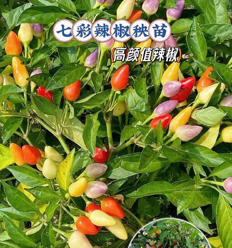 小辣椒6金色手机的使用体验（性能强劲，外观时尚，操作流畅，拍照出色）-第1张图片-星耀数码