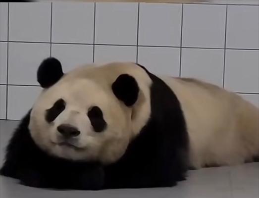 探寻爱色的魅力（爱色所带来的视觉冲击与情感触动）-第3张图片-星耀数码