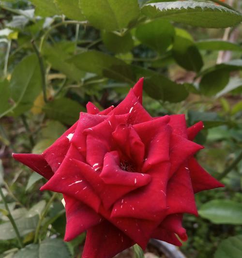 红米手机拍照效果如何？（探寻红米手机拍照表现，解析其优缺点）-第2张图片-星耀数码