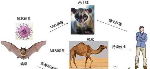 中病毒的传播与影响（探析中病毒的特征、传播途径和防控措施）-第2张图片-星耀数码