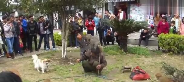 如何让猴子不乱打人（培养猴子的友好性格与行为控制）-第2张图片-星耀数码