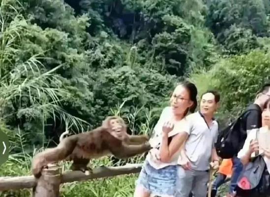 如何让猴子不乱打人（培养猴子的友好性格与行为控制）-第3张图片-星耀数码