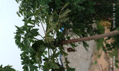 小米5x拍照表现如何？（小米5x的摄影能力全面解析）-第2张图片-星耀数码