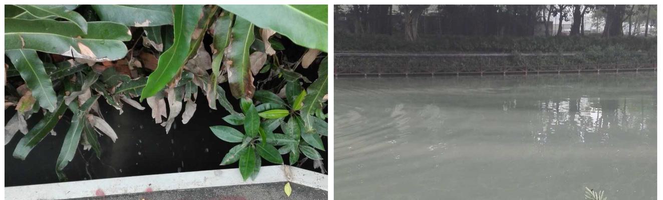 水面市场（水上生活与商业的完美结合）-第1张图片-星耀数码