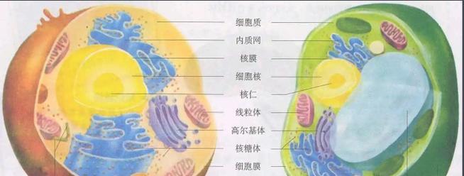 电脑中的病毒（探索电脑中病毒的影响及有效预防措施）-第3张图片-星耀数码
