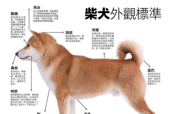 柴犬与秋田犬（了解柴犬和秋田犬的不同特点及养育需求）-第1张图片-星耀数码