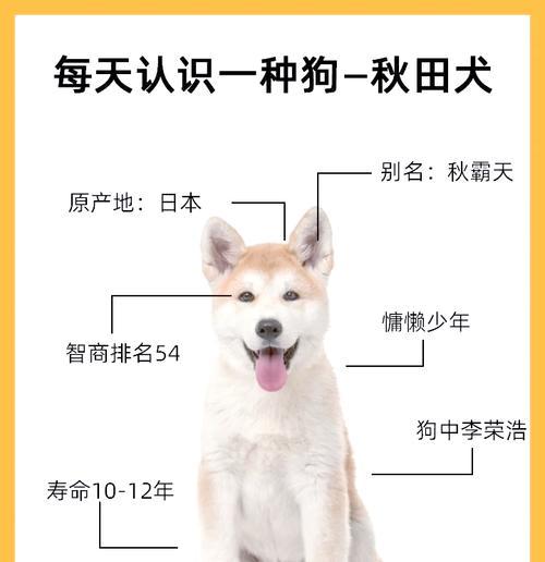 柴犬与秋田犬（了解柴犬和秋田犬的不同特点及养育需求）-第3张图片-星耀数码