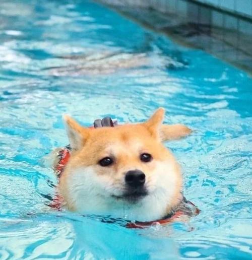 柴犬与秋田犬（了解柴犬和秋田犬的不同特点及养育需求）-第2张图片-星耀数码